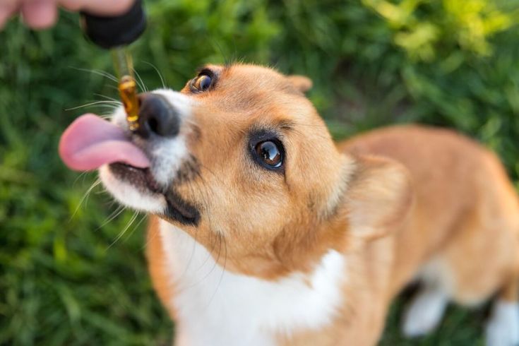 Uso de CBD en Mascotas, con Énfasis en Colombia