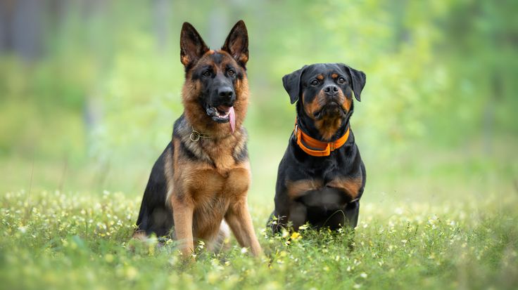 Agresividad en perros: mitos, realidades y claves para una convivencia responsable