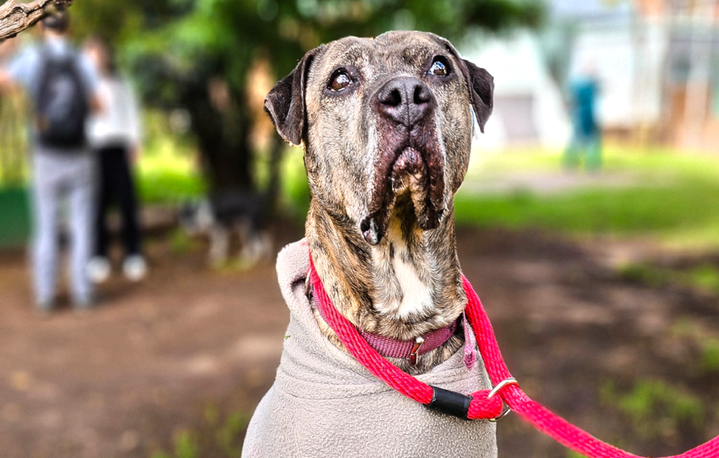 ¡Adoptaron a Astra! La perrita que esperó 6 años tras sobrevivir a un ataque encuentra un hogar