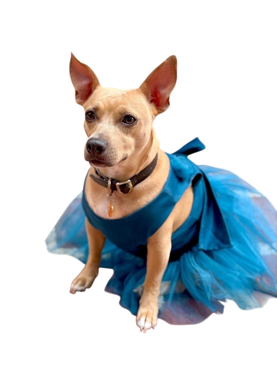 Vestido Azul Princesa para Mascotas