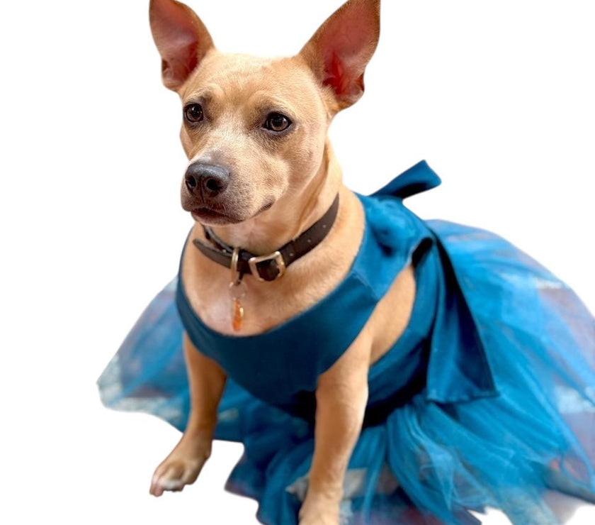 Vestido Azul Princesa para Mascotas